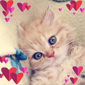 Meet your Posher, Cati